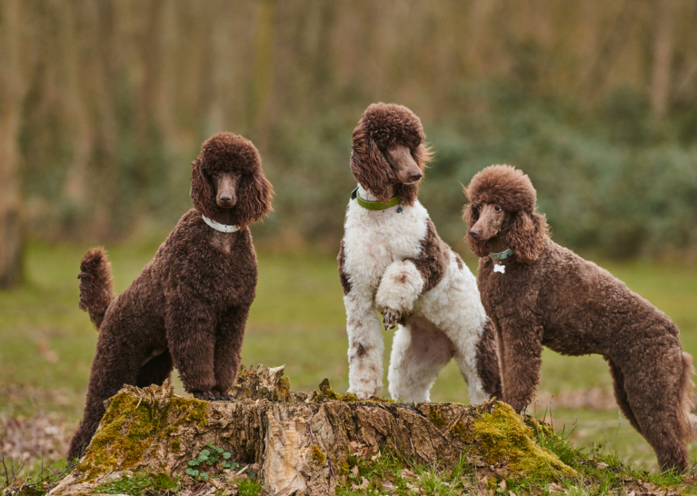 Poodle (standard)
